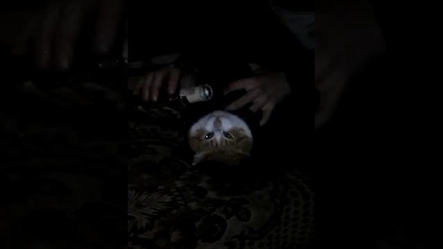 Как напоить кота смотреть онлайн
