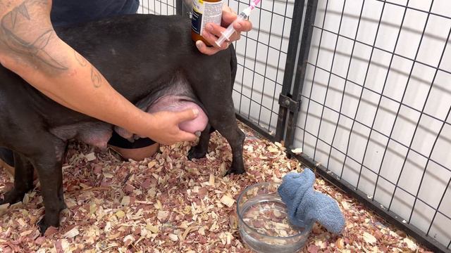 ‼️HOW TO CURE MASTITIS ( Instructions on Warm Towel Compression READ Caption) смотреть онлайн