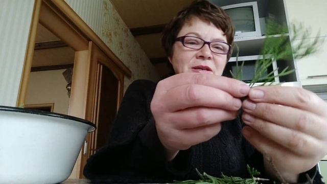 Черенкование хвойных для питомника. Правильная заготовка черенков без повреждения маточного растени смотреть онлайн