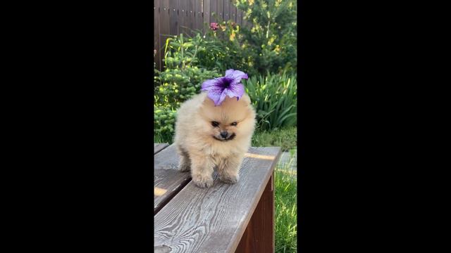 Easy Listening for Pets, Kids and Babies смотреть онлайн