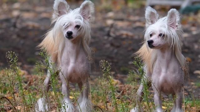 НЕПРИХОТЛИВЫЕ ПОРОДЫ СОБАК | СОБАКИ ДЛЯ НОВИЧКОВ | ЛЕГКИЕ В УХОДЕ И СОДЕРЖАНИИ СОБАКИ смотреть онлайн