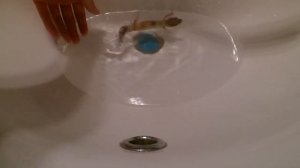 ЭУБЛЕФАР УМЕЕТ ПЛАВАТЬ ??? КАК РЕПТИЛИЯ ЧУВСТВУЕТ СЕБЯ В ВОДЕ ???