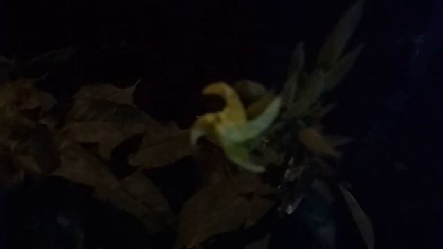 Энотера - ночное солнышко. смотреть онлайн