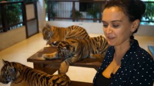 Tiger park Pattaya. Тигровый парк в Паттайе. Полный обзор
