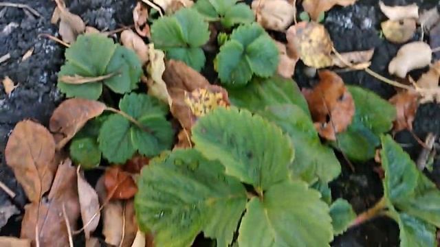 ДАЧА#КЛУБНИКА ШИКАРНАЯ смотреть онлайн