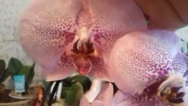 #Африканский закат_Принц Леопард_ И орхидея Незнакомка🌺🌺🌺🌺🌺 смотреть онлайн