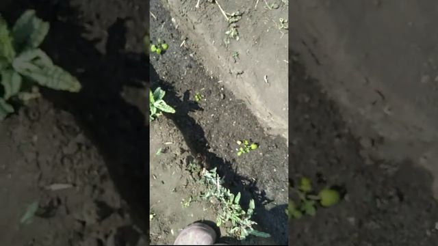 Радзейова и Зюгана Золотая.Саженцы малины. Дневник крапивки часть 1. смотреть онлайн