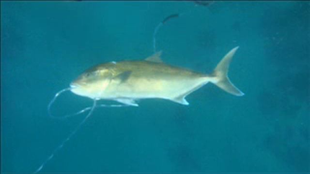 spearfishing carnac island adventure смотреть онлайн
