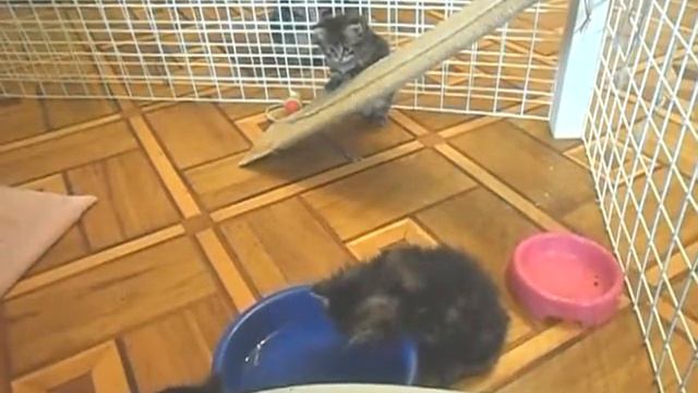 Мои котята-бобтейлята. Один месяц.Горка. смотреть онлайн