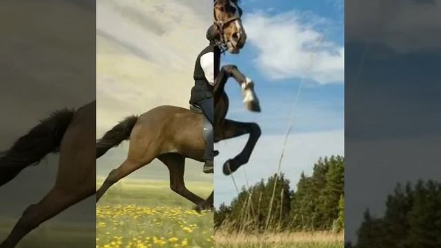@ Батыр Закиров "Хабиба" смотреть онлайн