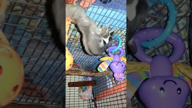 Sugar Glider mating & Breeding смотреть онлайн