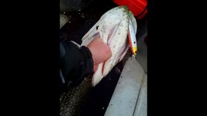 Топ твичинговых воблеров на Ладоге.