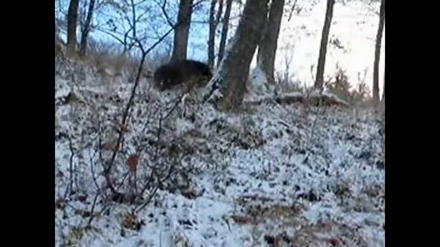 Wild Boar Hunting - Giant Wild Boar Kill смотреть онлайн
