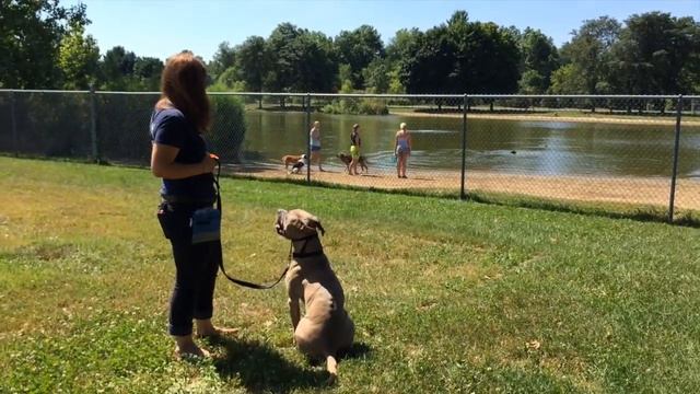 Look at That at the Dog Park смотреть онлайн