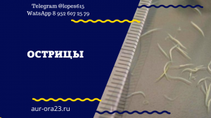 10 - Острицы.mp4