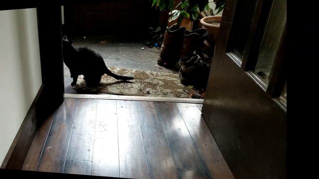 Hyper cat goes totally crazy chasing paper balls смотреть онлайн