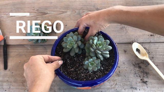 Graptoveria Amethorum