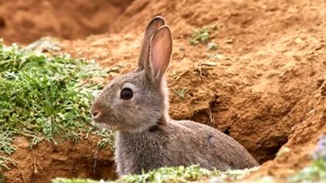 Мужчина услышал жуткий писк из под земли, как вдруг он увидел ЭТО! смотреть онлайн