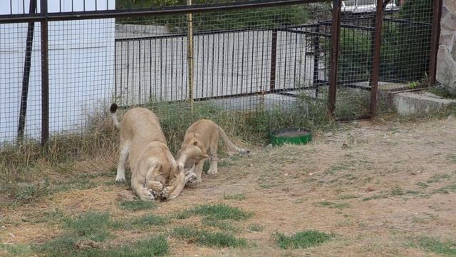 Парк львов - Тайган. Жизнь маленького прайда. смотреть онлайн