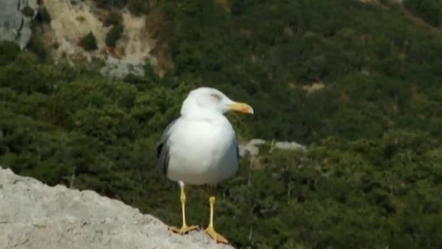 Cолнце в сосновых руках смотреть онлайн