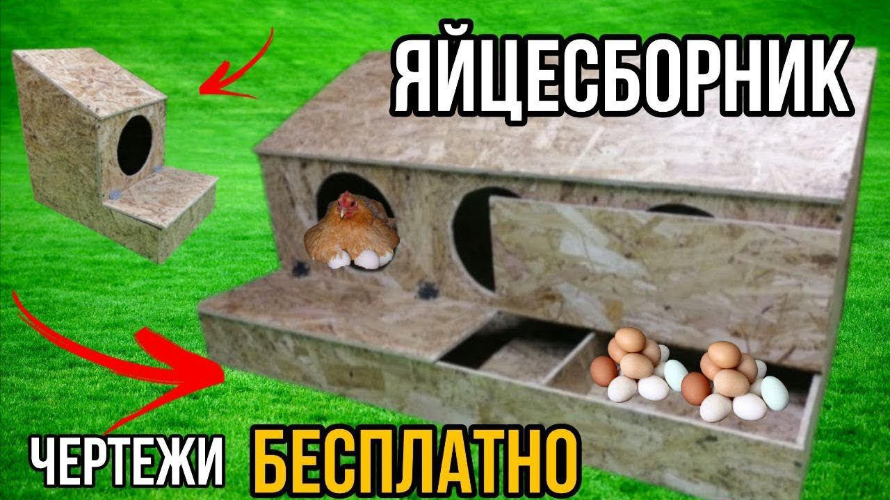 Куры клюют яйца??? Сделай и себе это СУПЕР гнездо для КУР с ЯЙЦЕСБОРНИКОМ смотреть онлайн