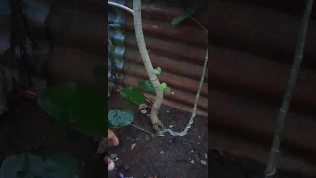 hibiscus Taiwan ,pinapalaki sa lupa , 8 months palang. смотреть онлайн