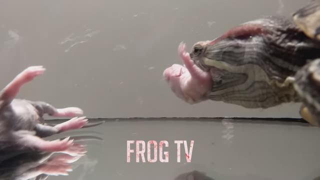 черепаха ест крыс / самый опасный хищник озера / живое кормление смотреть онлайн