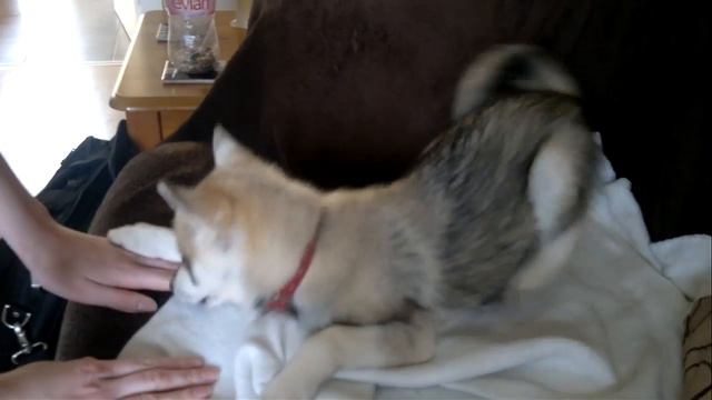 Alaskan Klee Kai (mini husky) Playing On Sofa UK смотреть онлайн