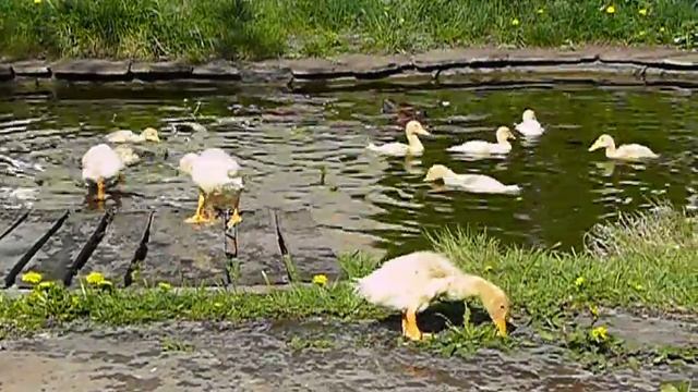 Утки Пекинской породы во дворе. смотреть онлайн