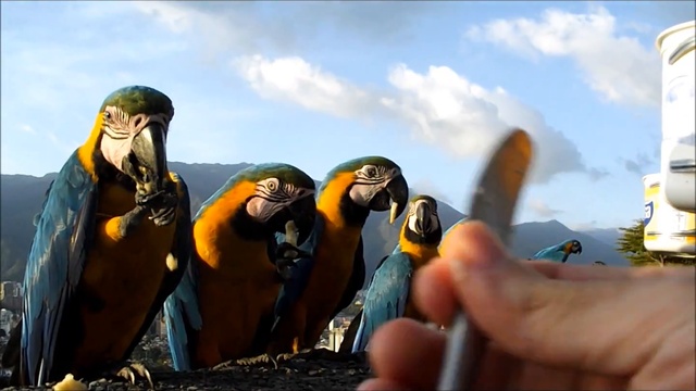 Попугаи прилетели поздороваться смотреть онлайн