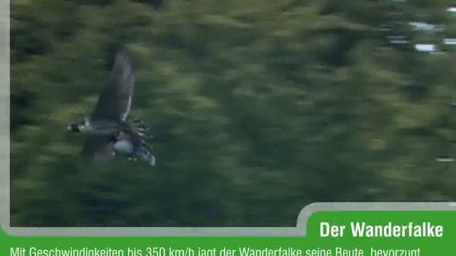 Wanderfalke (Falco peregrinus) смотреть онлайн
