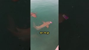 Чем питаются современные акулы на Мальдивах. #мальдивы #shorts