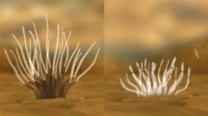 Церкоспороз