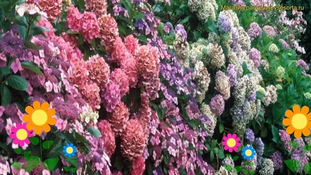 Гортензия круглолистная Микс. Краткий обзор, описание характеристик hydrangea paniculata mix Mix смотреть онлайн