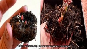 Бегония Коралловая — посадка и уход дома