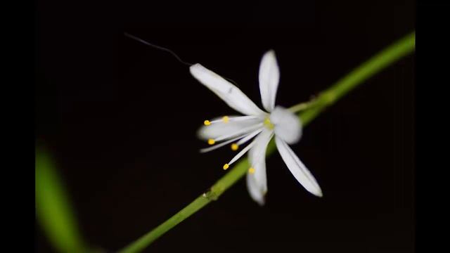 Сони а 3000 смотреть онлайн