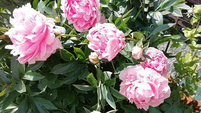 Пион 'Сара Бернар' (Sarah Bernhardt) в нашем саду в июне 2024. Память от моей бабули. смотреть онлайн