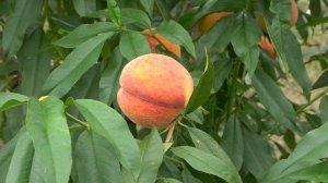 Самый зимостойкий персик в нашей коллекции АДРИАТИКА ?Рекомендуем для северных регионов