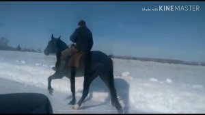 Продажа лошадей 03.03.2020