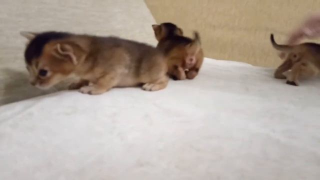 Милые абиссинские котята. смотреть онлайн