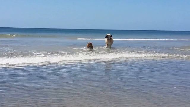 The Adventures of Leo & Pipi 3 смотреть онлайн