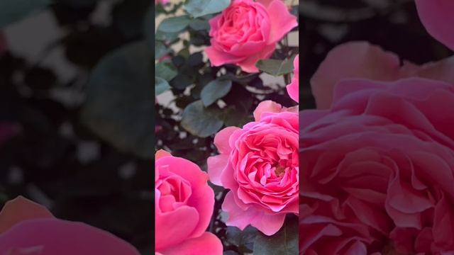 Роза Леонардо да Винчи ( Rose Leonardo da Vinci ) смотреть онлайн