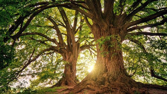 All About THE FAIRY KINGDOM: Who Are Fairies? Where Do Fairies Come From? смотреть онлайн