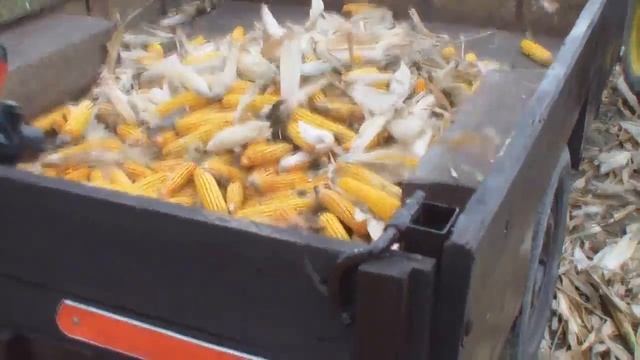 Уборка кукурузы мотоблоком в 2017-Corn harvesting in 2017 смотреть онлайн