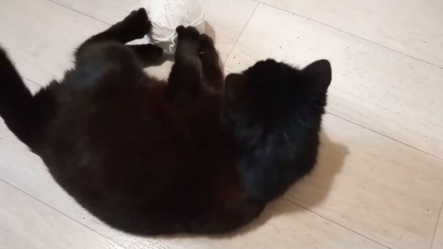 КОШКА СВЯЗАЛА МЫШКУ. КОШКА И КЛУБОК НИТОК. смотреть онлайн