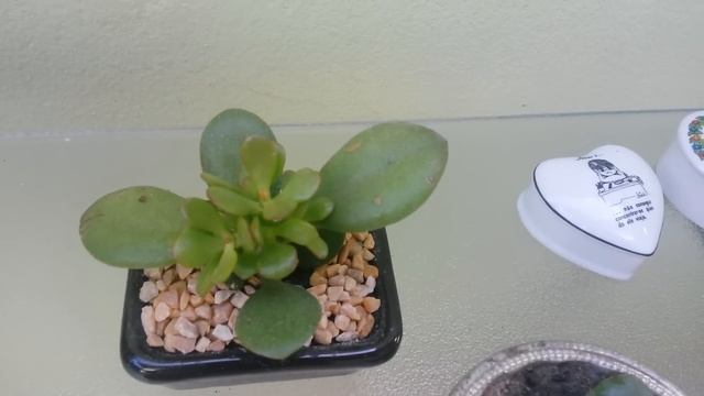 Suculentas: Crassula Arborescens 