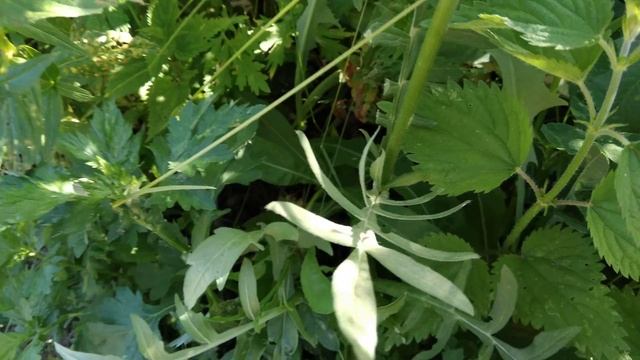 Короставник смотреть онлайн