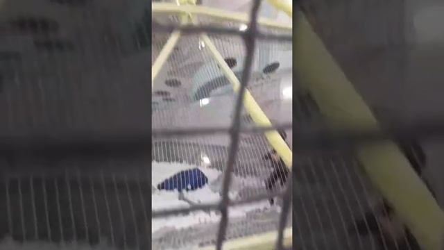 Игровая комната Play Мега смотреть онлайн