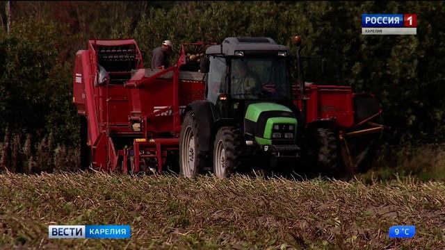В Карелии продолжается уборка картофеля смотреть онлайн