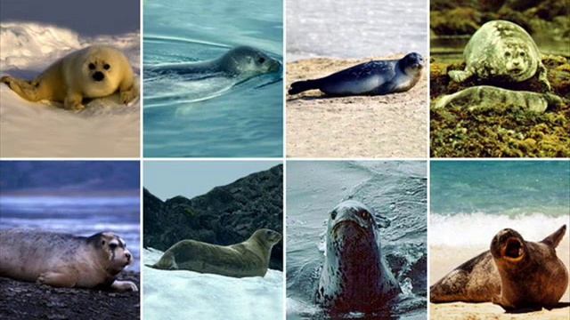 Красная Книга России. Каспийские тюлени. смотреть онлайн